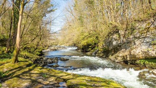 The river Kent, running through woodland in the spring. The water is flowing fast across mossy limestone, and the trees are beginning to grow leaves. It's a sunny day, and the sky in the distance is blue.